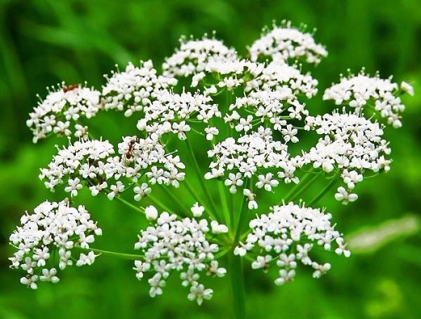 Источник: www.lechim-prosto.ru/anis-foto-rasteniya.ht Источник: www.lechim-prosto.ru/anis-foto-rasteniya.ht