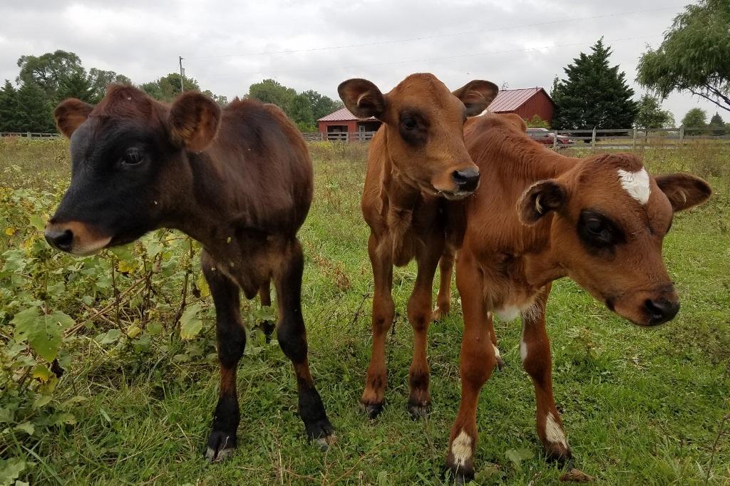 Citizens’ Petition to FDA could Dramatically Change What Local Foods We Can Find Citizens’ Petition to FDA could Dramatically Change What Local Foods We Can Find