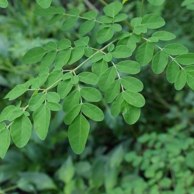 Know Your Food: Moringa