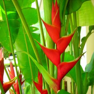 Heliconia BIG BOLD &amp;amp; RED ~ 1 Live Bare Root Rhizome 
