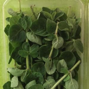 Oregano