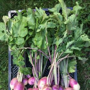 Turnips. Multiple product options available: 3