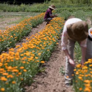 2020 Medicine Maker Herbal CSA