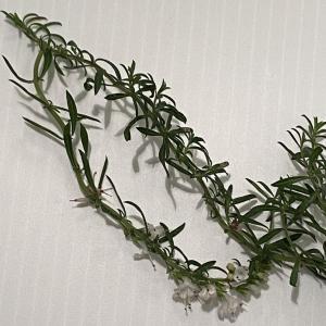 Fresh Savory